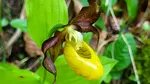 O foarte rară orhidee sălbatică a apărut într-o pădure din Parcul Natural Munții Maramureșului