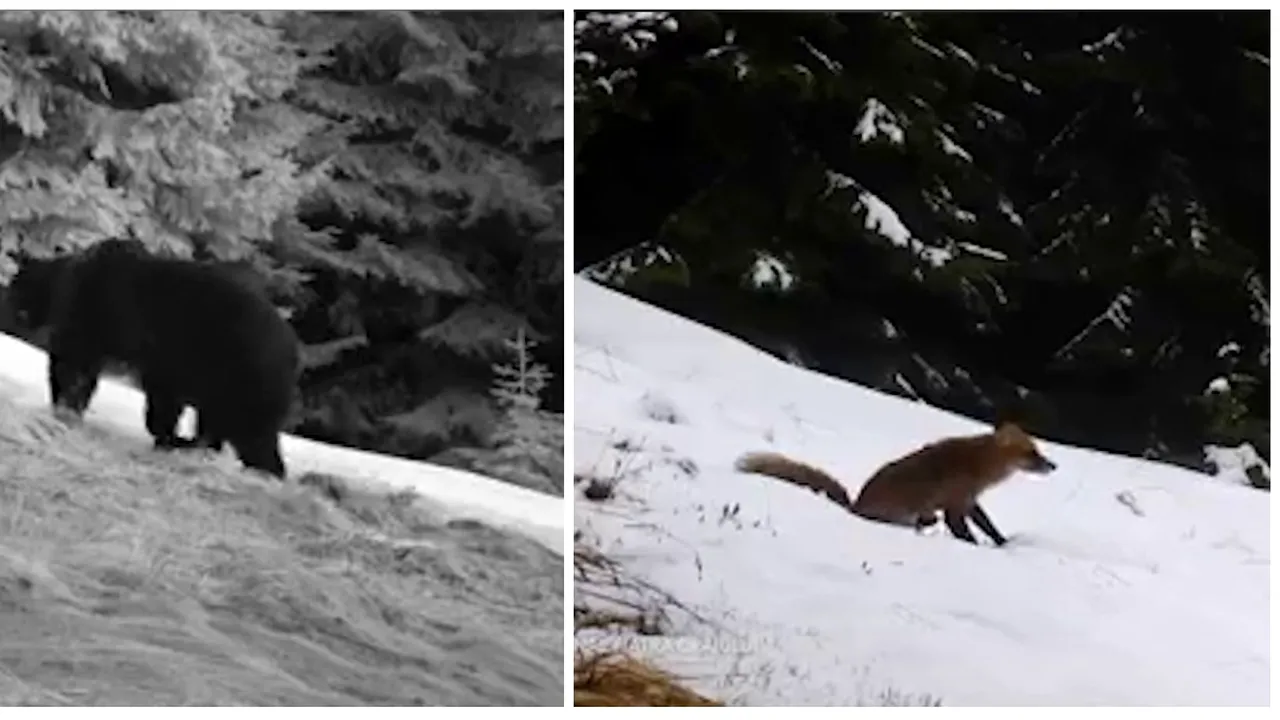VIDEO. SĂLBATICA Românie: Ce animale au surprins camerele în Parcul Naţional Piatra Craiului
