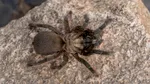 Germania: 1.500 de tarantule descoperite în cutii de biscuiți, pe aeroportul din Köln