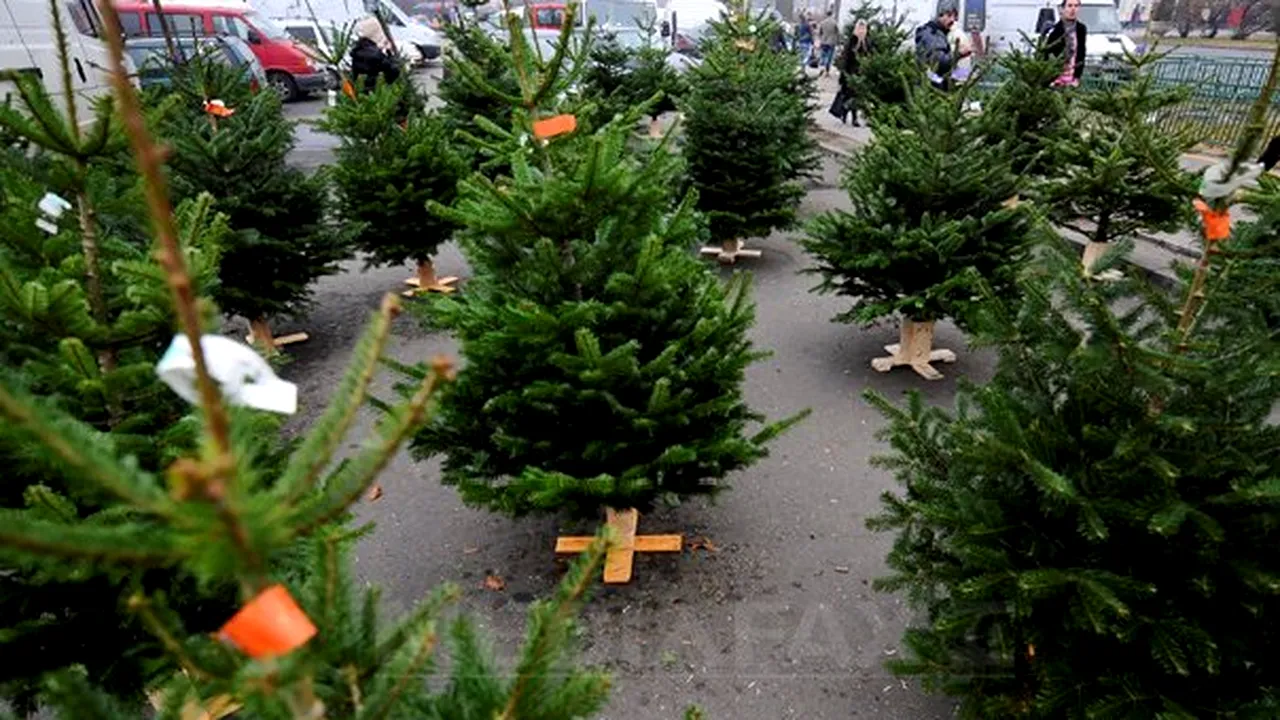 PREŢUL BRADULUI DE CRĂCIUN: La Ploieşti, Buzău, Târgovişte şi Piteşti, între 30 şi 300 de lei