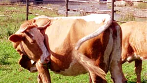 Tot mai mulţi fermieri sunt interesaţi să se asocieze în cooperative