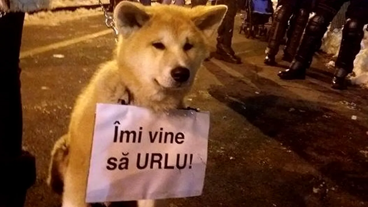 BBC: Cum au ajuns câinii un simbol al protestelor din România