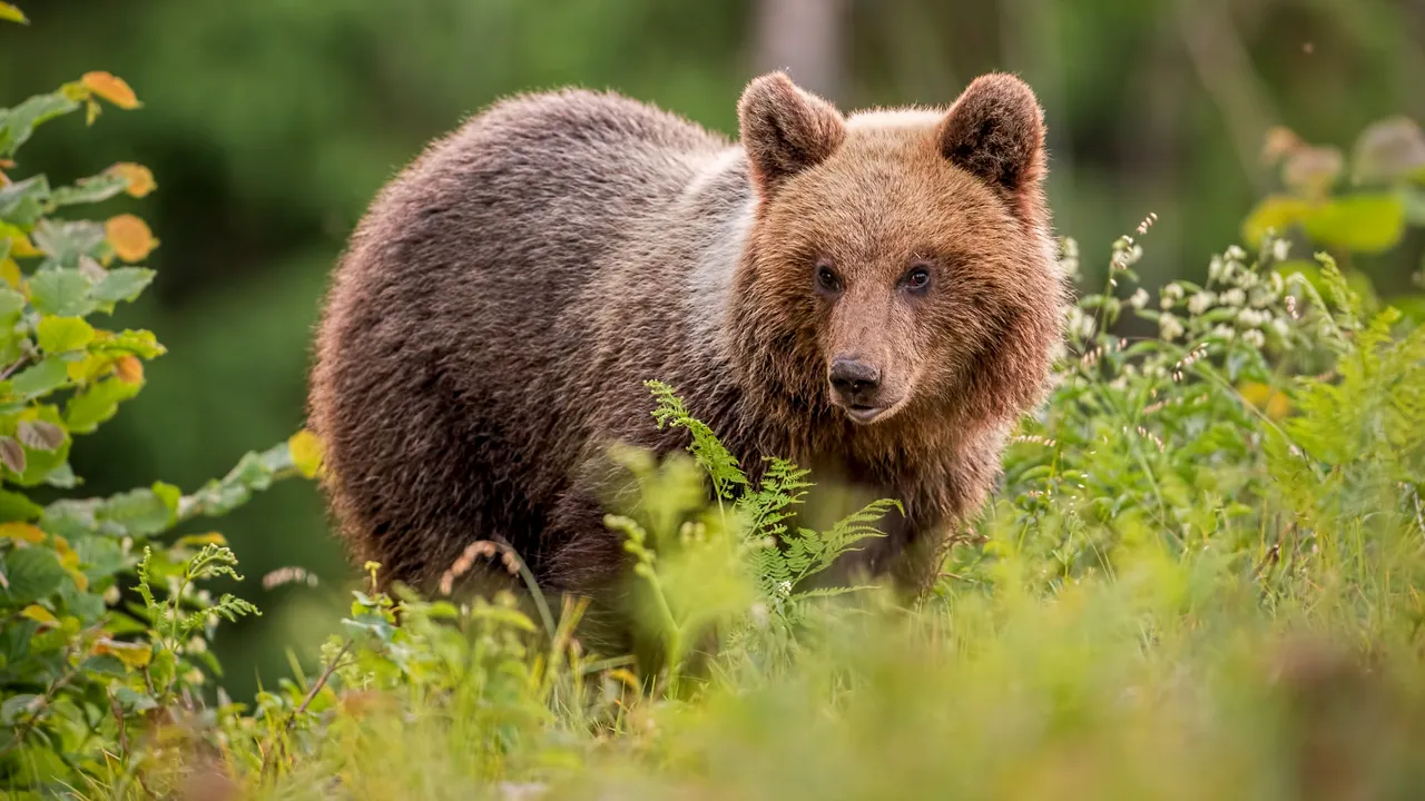 Cât costă să împuşti un urs? Tariful poate ajunge până la 20.000 de euro