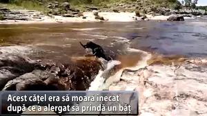 Un căţel curajos a devenit eroul zilei, după ce şi-a salvat prietenul de la înec