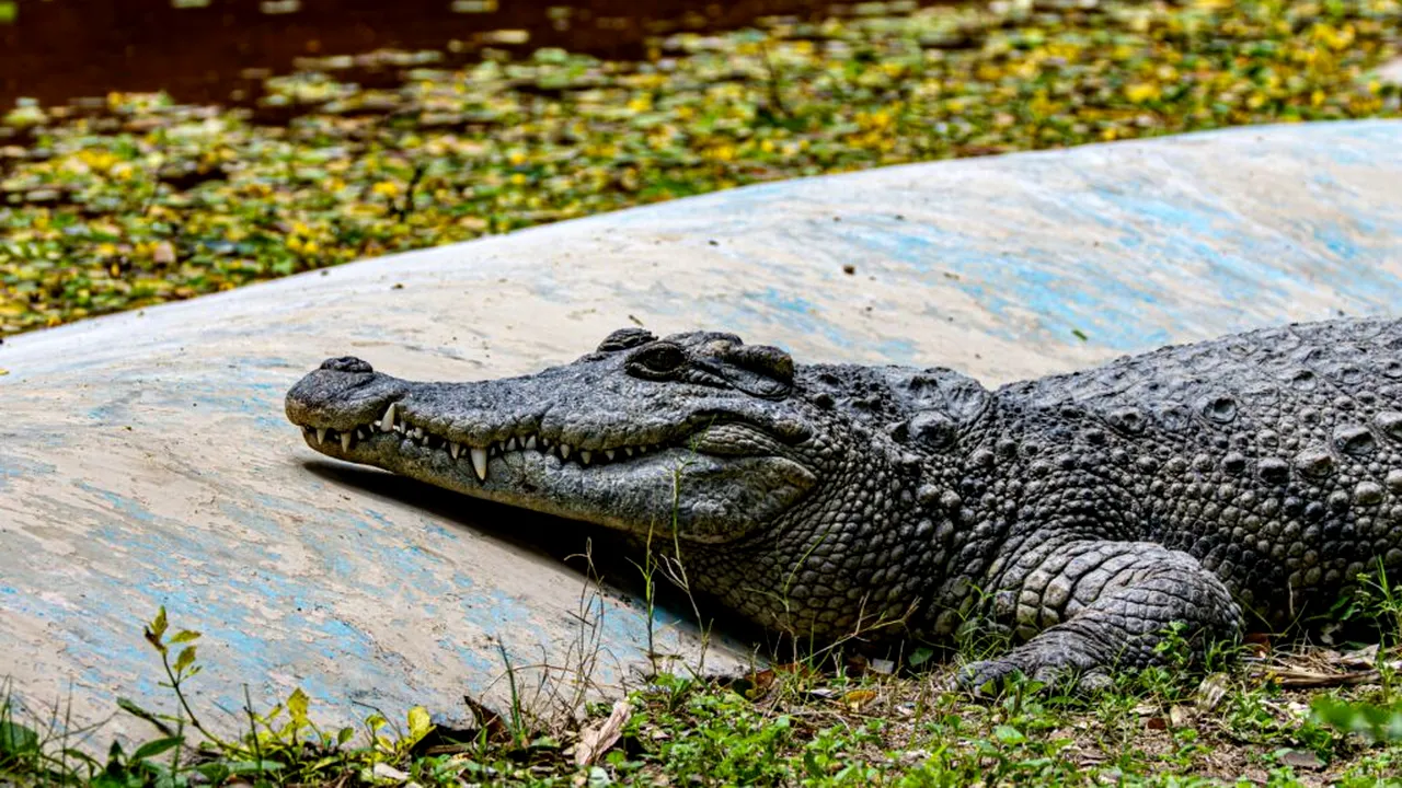 Băiat de 3 ani, rănit grav în țarcul cu crocodili la o grădină zoologică din Marea Britanie. Un bărbat a fost arestat 