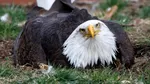 Murphy, vulturul pleșuv devenit tată adoptiv, a murit după furtunile violente din Missouri