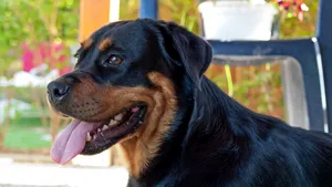 Medici şi crescători anchetaţi pentru trafic de căţei. Animalelor li se tăiau urechile şi cozile pentru un aspect „fioros”