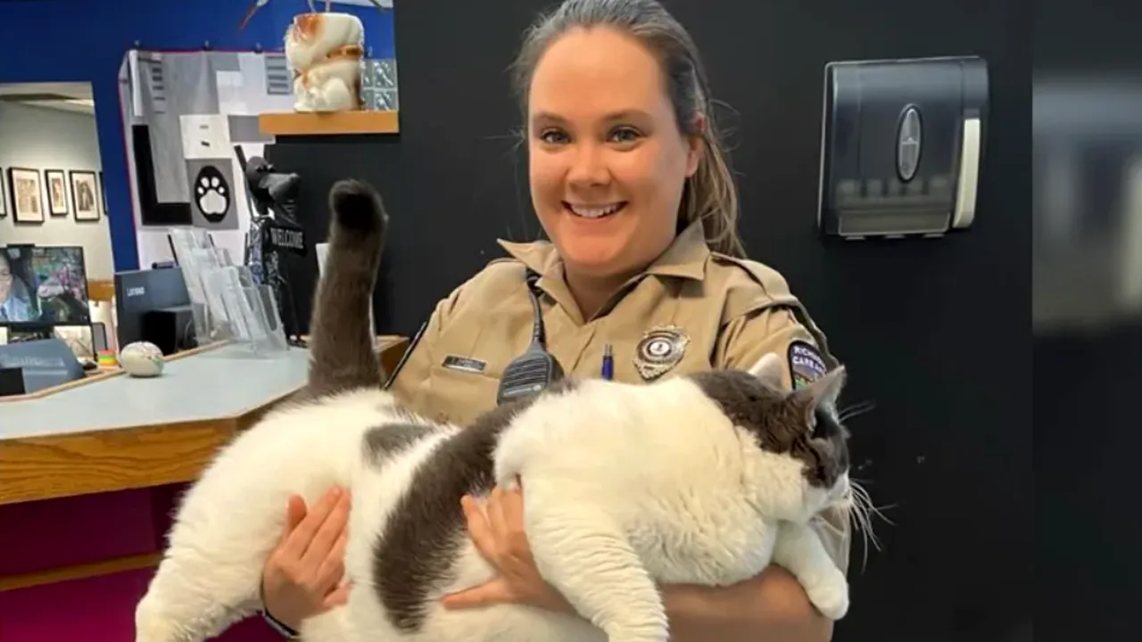 O pisică uriaşă care cântăreşte 18 kilograme a fost adoptată în Virginia