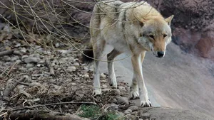 Câinii au un simţ al dreptăţii înnăscut. Ce se întâmplă când intră în contact cu oamenii