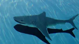 Australia: Rechin, găsit într-o piscină