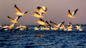 Zeci de păsări din specii protejate prin lege, ucise în Delta Dunării