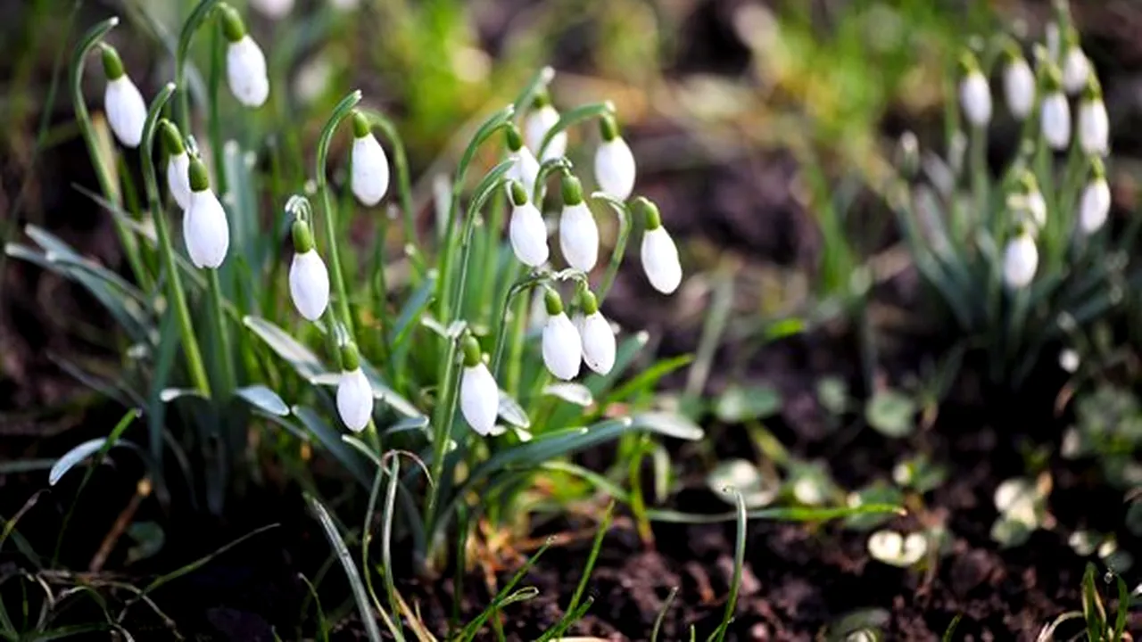 Puterea florilor în medicină: Ce boli tratează ghioceii, lavanda sau narcisele