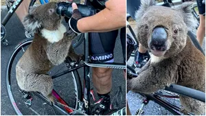 Gestul disperat al unui urs koala: S-a urcat pe bicicleta unei femei pentru a cere apă. VIDEO