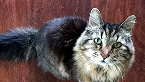 Un studiu inedit va încerca să determine dacă pisicile miaună cu accent