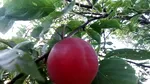 Un fruct rar, aproape uitat, supraviețuiește în Italia. Este un hibrid între prună și caisă