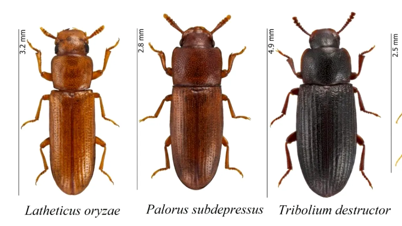 Globalizarea aduce noi specii în România: cinci coleoptere neidentificate până acum