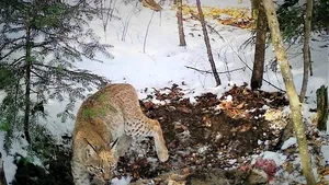 Imagini rare cu un râs care se hrăneşte cu prada sa, surprinse în pădurile Avrigului | FOTO