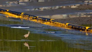 Dezastru ecologic în California: o scurgere de petrol a ucis sute de peşti şi de păsări