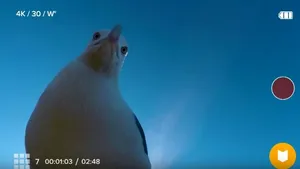 Camera GoPro, descoperItă la cinci luni după ce a fost „furată” de un pescăruş. Este uimitor ce filmări a găsit propietarul | VIDEO