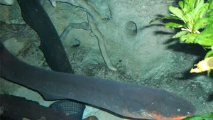 Ţiparul sud-american acţionează ca un pistol cu impulsuri electrice