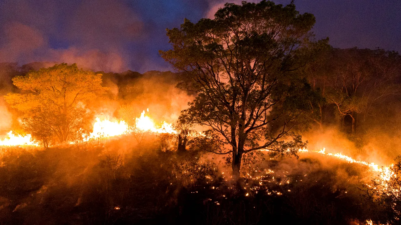 Incendiile de vegetaţie din Brazilia afectează o regiune cunoscută pentru speciile de animale protejate. Pompierii se luptă să facă faţă flăcărilor