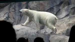 Ursul polar de la grădina zoologică din Chicago, afectat şi el de gerul din SUA