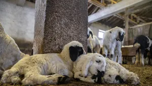 Un fermier din Brașov, reținut de DNA după ce ar fi declarat sute de oi și capre inexistente pentru a obține subvenții