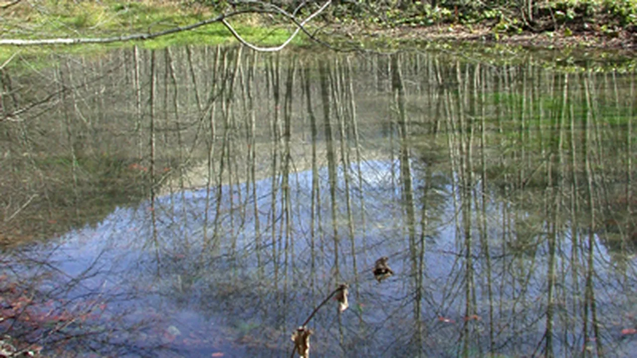 Ştrandurile şi lacul din Parcul Lia Manoliu vor fi controlate igienico-sanitar