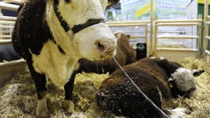 Un fermier american şi-a împuşcat cele 51 de vaci, apoi s-a sinucis