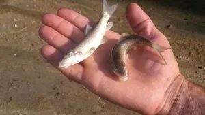 ALERTĂ BIOLOGICĂ pe un râu din România. Autorităţile, alertate la 112 că apa are o culoare galben-verzuie, iar pe suprafaţa ei plutesc peşti morţi. Ipoteza luată în calcul de autorităţi/ VIDEO, FOTO