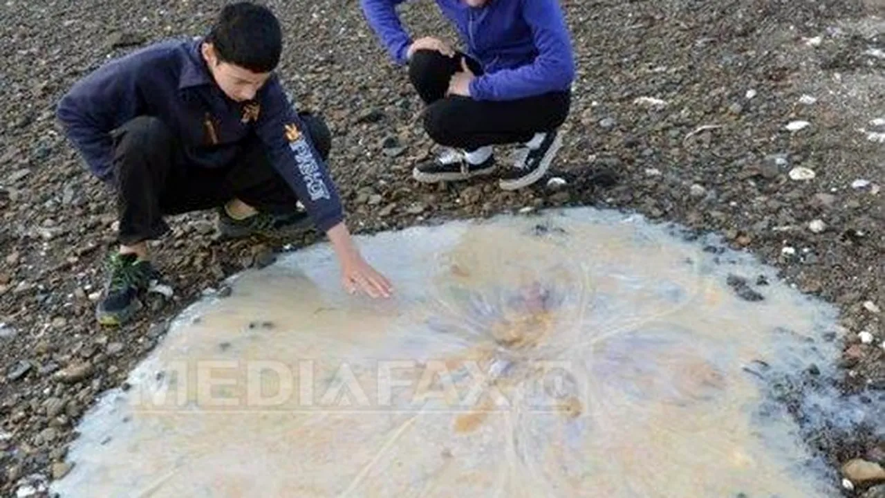 O meduză uriaşă, descoperită pe o plajă din Australia