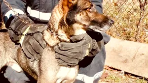 Boris, un câine lup, salvat de pompieri după ce a căzut într-o fântână adâncă de 12 metri din Tismana