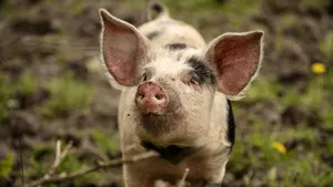 Porc suspendat în aer de o dronă, sat fără curent 10 ore. Aventura nefericită a unui fermier