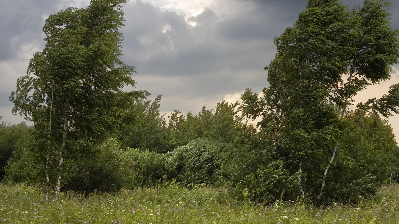 Avertizare cod galben de vânt în două judeţe din sud-vestul ţării