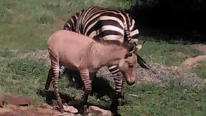 Un pui hibrid de zebră şi măgar s-a născut într-un parc naţional din Kenya