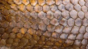 Noi detalii în cazul transportului de solzi de pangolin. Anunţul făcut de MAE: Nici Interpol nu a primit vreo cerere de sprijin în acest sens