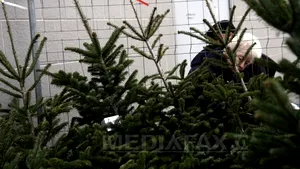 Peste 1.500 de brazi de Crăciun, confiscaţi de poliţişti într-o săptămână