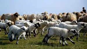 Oierii au rămas cu 1 milion de oi nevândute din cauza bolii limbii albastre, pierzând 80 de milioane de euro