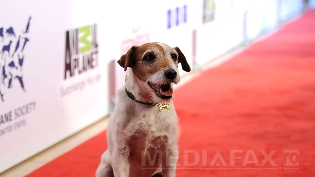 Cel mai cunoscut câine din lume, Uggie, din filmul 