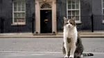 Pisica Larry rămâne șefa în Downing Street. Premierul UK nu își aduce câinele Axel la reședință