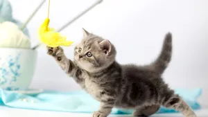 Îngrijirea pisicilor. 5 sfaturi şi produse recomandate