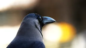 Un nou studiu relevă că ciorile au abilităţi de vorbire