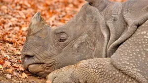 Trofeele de vânătoare ale familiei regale britanice, contrare legilor din UE