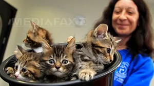 Parlamentarii britanici au dorit să folosească pisici pentru a elimina şoarecii din Westminster