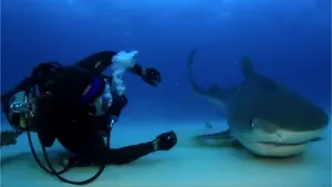 VIDEO | Cum intră un rechin în transă 