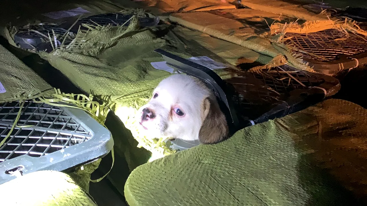 VIDEO Zeci de „cutii cu surprize”, pline cu animale moarte, dezvăluie partea întunecată a freneziei globale Mystery Box