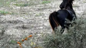 FOCUS: Caii Deltei - atracţie turistică, marfă pentru localnici şi animale comune pentru autorităţi