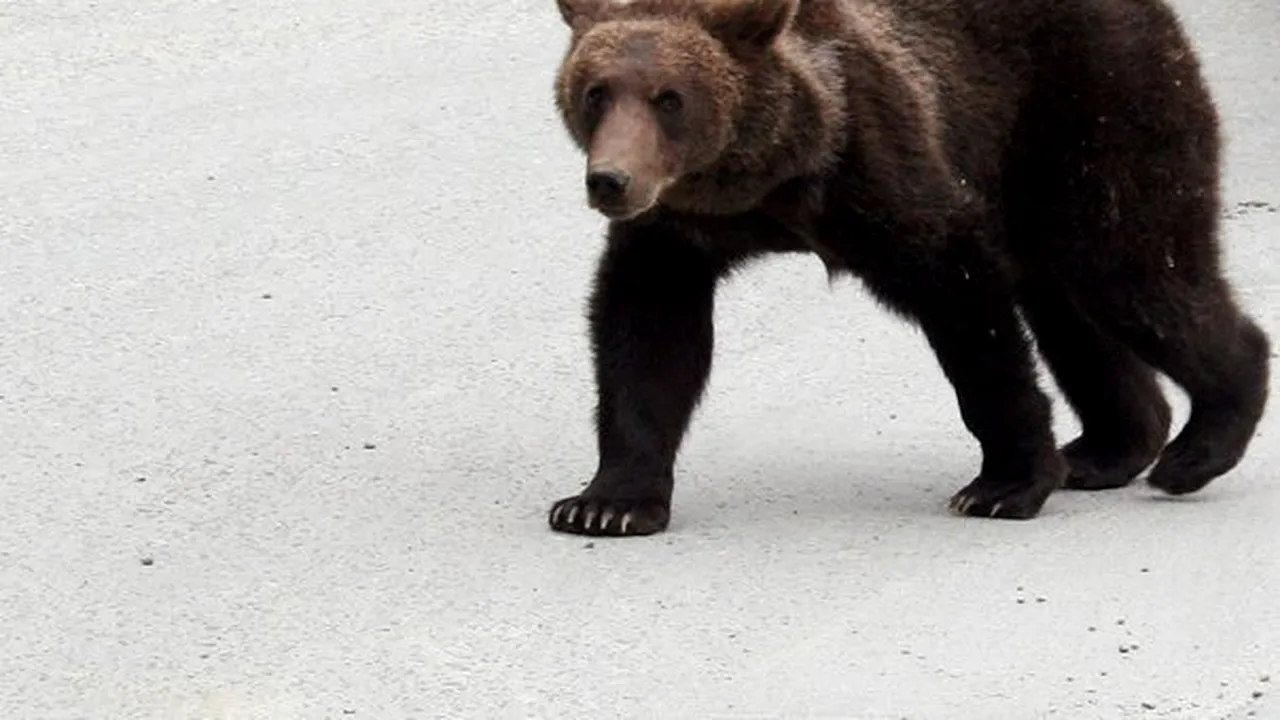 Un urs aflat în zona Peştera - Padina, capturat de lucrătorii Parcului Natural Bucegi