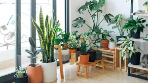 7 moduri simple de a îmbunătăţi calitatea aerului din casă, fără un purificator