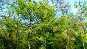 PERCHEZIŢII DNA la două notariate din Arad, în dosarul privind retrocedările satului Nadăş. Procurorii au ridicat documente de la birourile familiei Colţeu. Anchetatorii au pus sechestru pe proprietăţi ale familiei